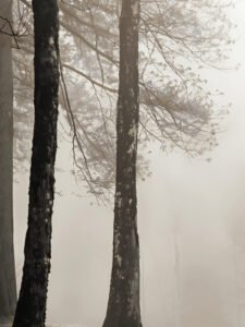Bosque in the Mist
