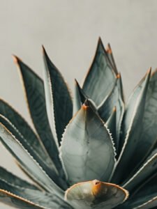 Beauty of Succulents