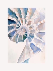 Secrets of the Seashell