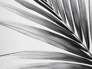 Palm silhouette